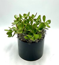 Jade Plant