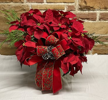 Red Poinsettia- Medium