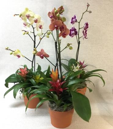 Orchid & Bromeliad Planter