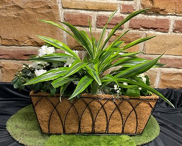 Blooming Window Box