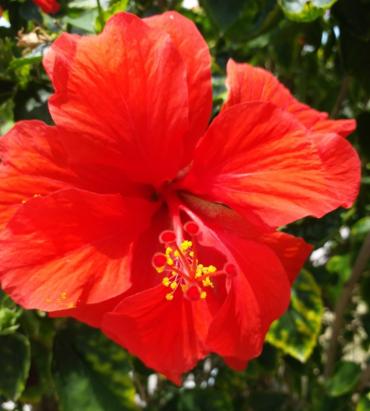 Hibiscus Plant