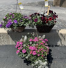 Natural Hanging Basket  Sun or Shade