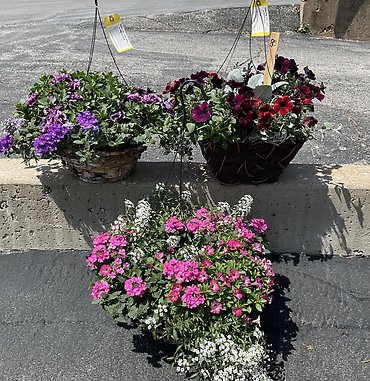 Natural Hanging Basket  Sun