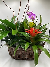 Orchid and Bromeliad Garden Basket