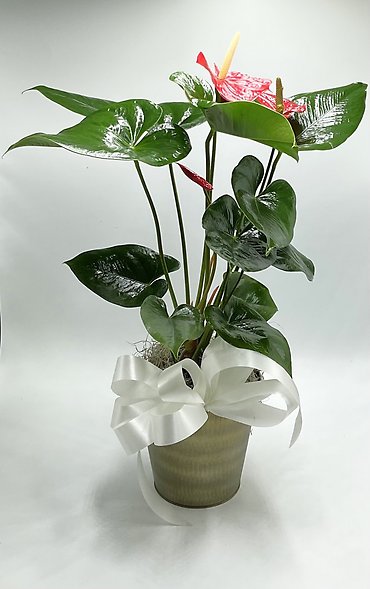 Tropical Anthurium Plant