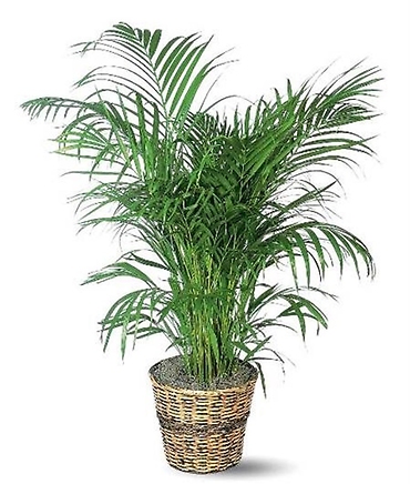 Palm Plant