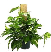 Pole Pothos