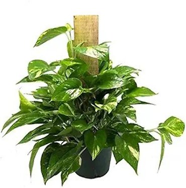Pole Pothos
