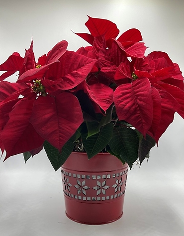 Poinsettia in Holiday Container