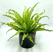 Japanese Birdsnest Fern