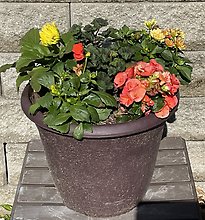 Patio Pot * Annuals* Sun