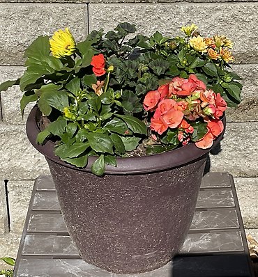 Patio Pot * Annuals* Sun